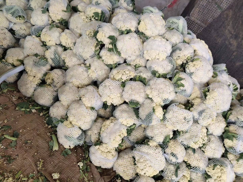 菜花砀山有机松花菜乳白小米粒花菜货源稳定代收代发