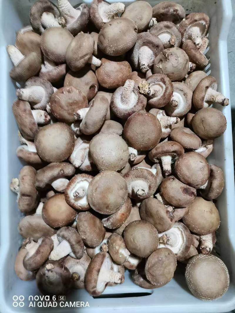 新鲜香菇
