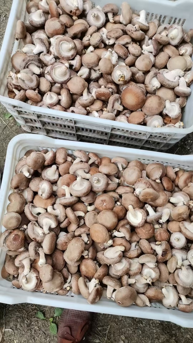 新鲜香菇
