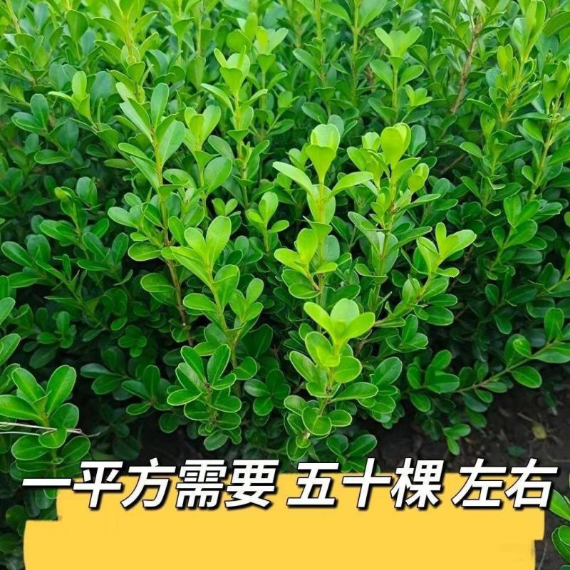 小叶黄杨苗瓜子黄杨苗室外园林苗耐旱耐寒植物庭院绿化苗木篱