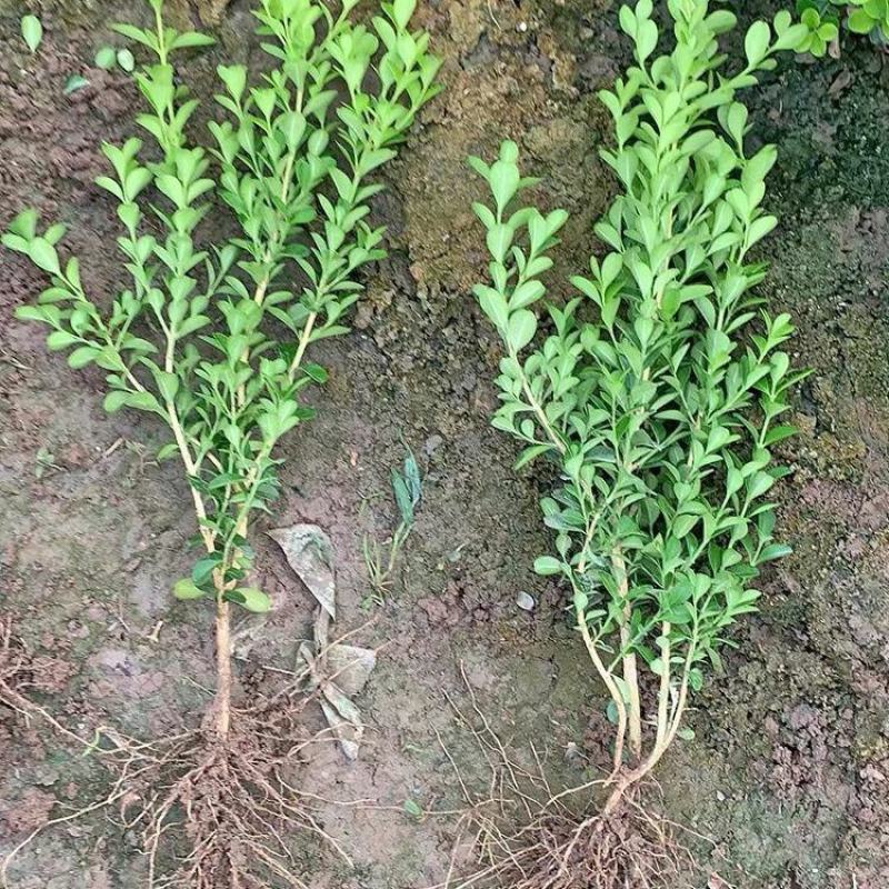 小叶黄杨苗瓜子黄杨苗室外园林苗耐旱耐寒植物庭院绿化苗木篱