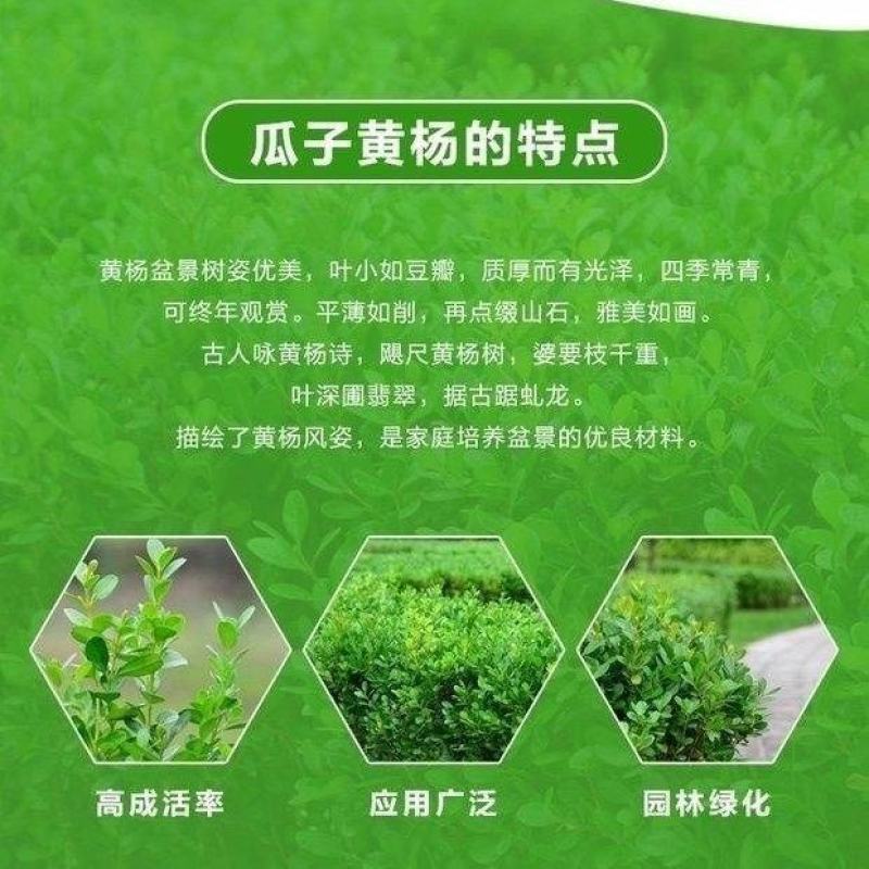 小叶黄杨苗瓜子黄杨苗室外园林苗耐旱耐寒植物庭院绿化苗木篱