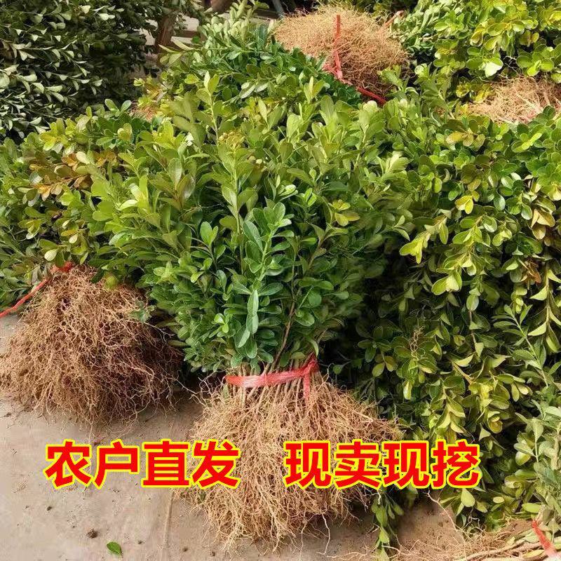 小叶黄杨苗瓜子黄杨苗室外园林苗耐旱耐寒植物庭院绿化苗木篱