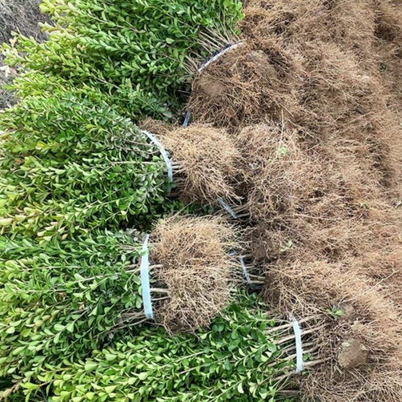小叶黄杨苗瓜子黄杨苗室外园林苗耐旱耐寒植物庭院绿化苗木篱