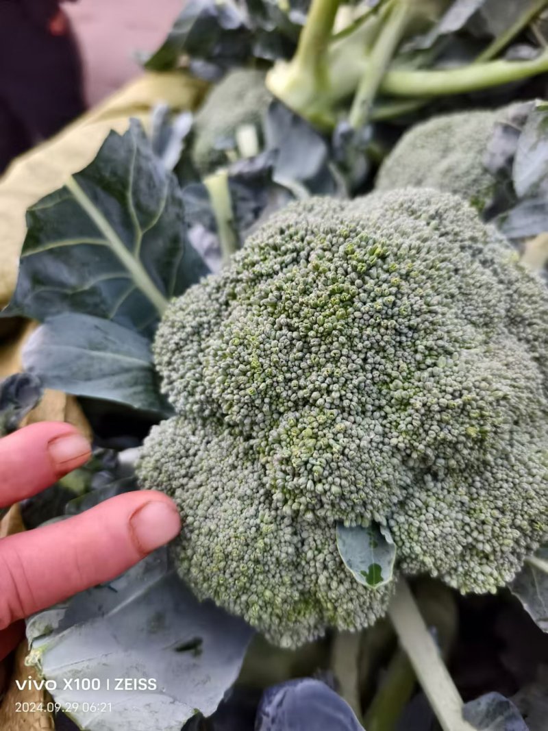 【推荐】河北西蓝花/产地直发/全国发货/欢迎咨询