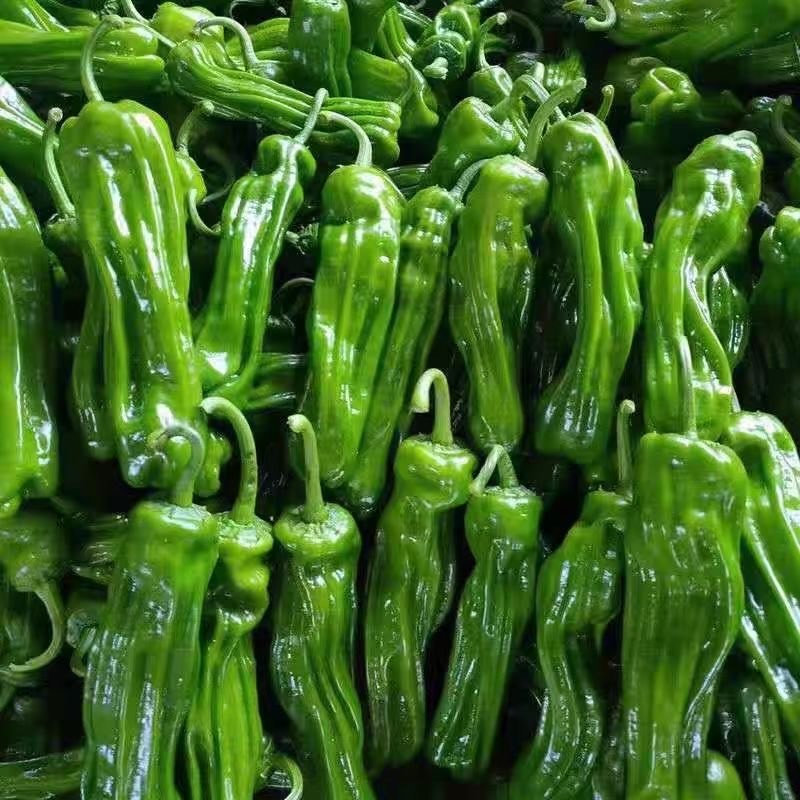 薄皮辣椒皱皮椒安徽鲜辣椒螺丝椒货源稳定代收代发
