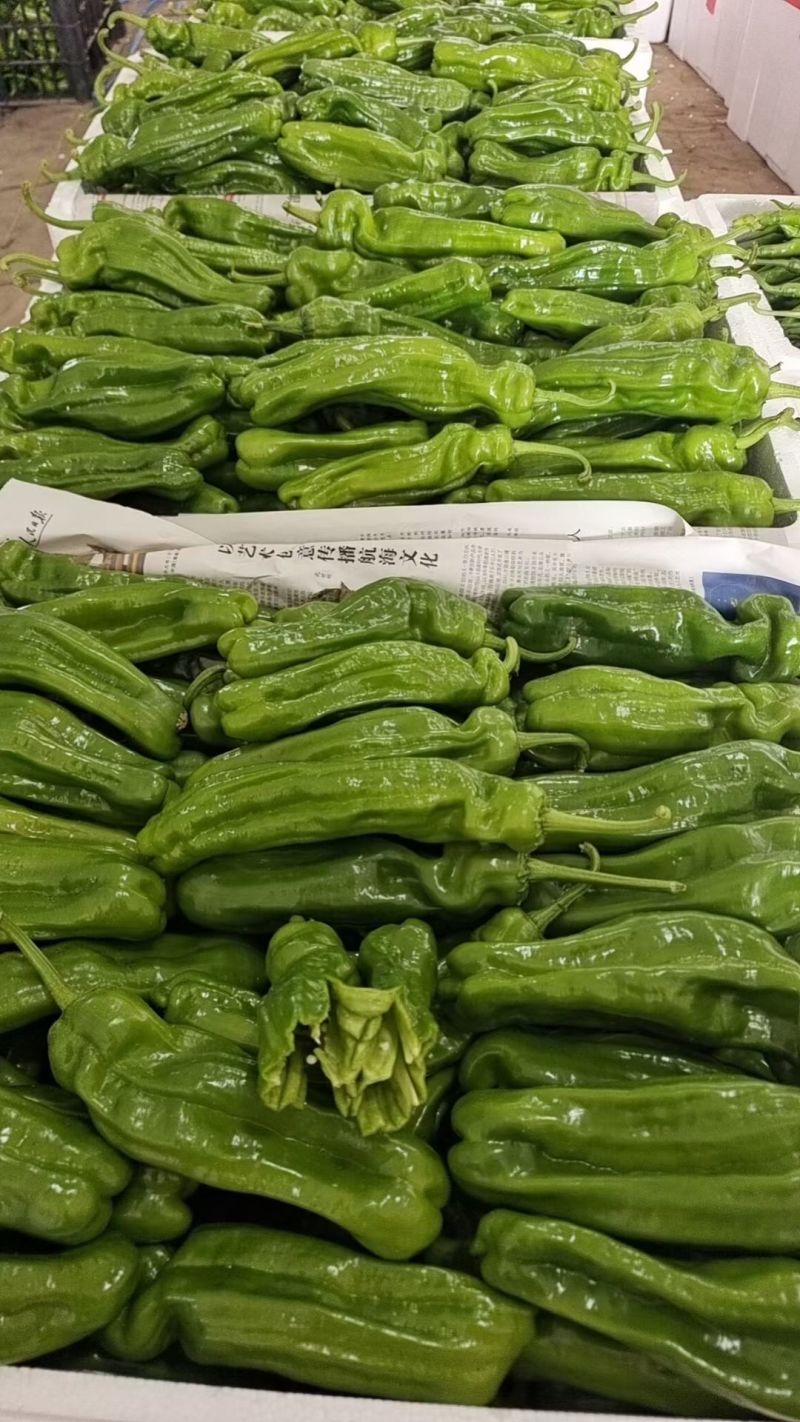 薄皮辣椒皱皮椒安徽鲜辣椒螺丝椒货源稳定代收代发