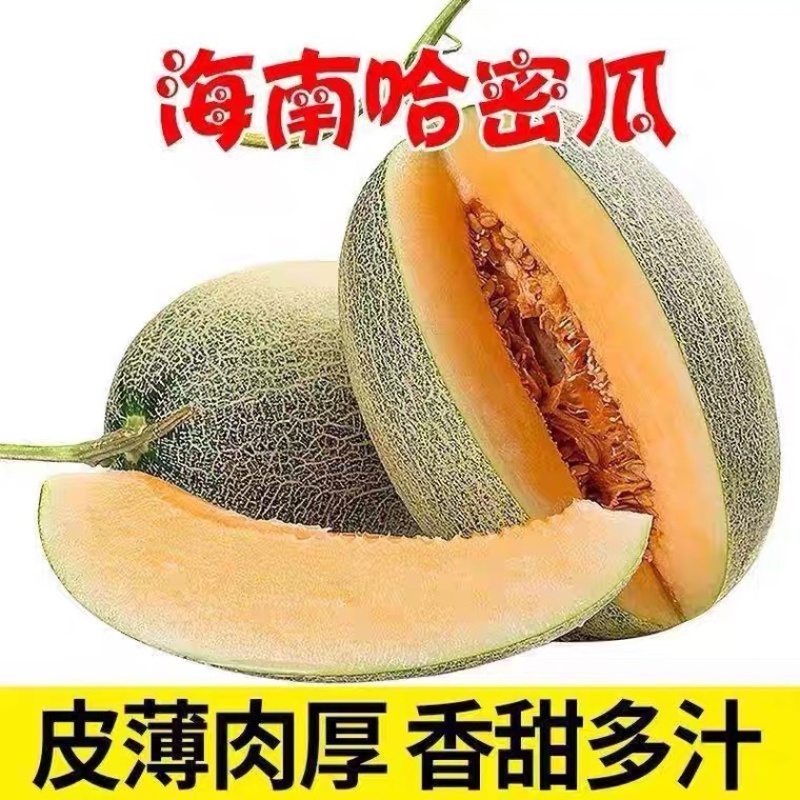 海南哈密瓜大量供应哈密瓜品质保证诚信经营欢迎来电