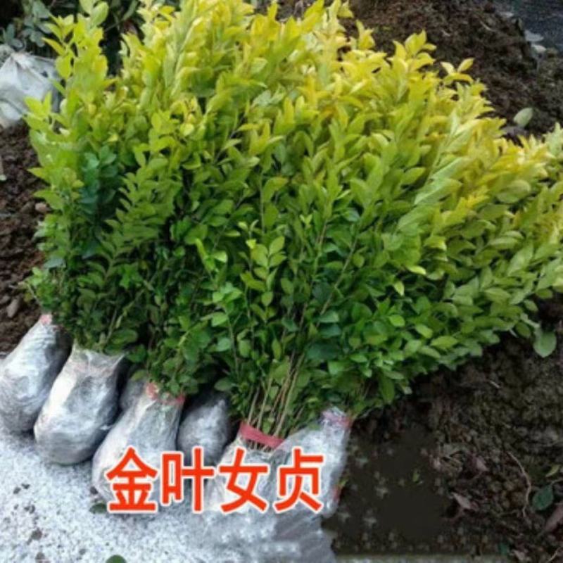 金叶女贞苗绿化苗金森女贞树苗庭院小区园林绿化树苗四季常青