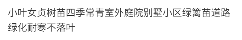 金叶女贞苗绿化苗金森女贞树苗庭院小区园林绿化树苗四季常青