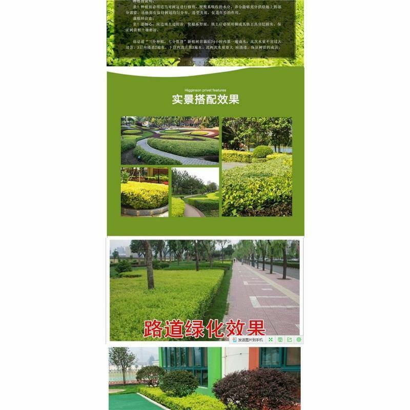 金叶女贞苗绿化苗金森女贞树苗庭院小区园林绿化树苗四季常青
