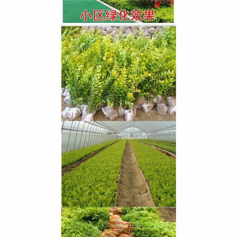 金叶女贞苗绿化苗金森女贞树苗庭院小区园林绿化树苗四季常青