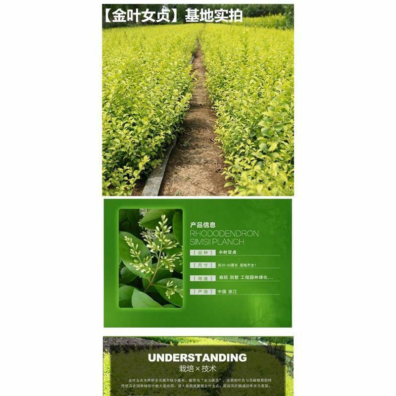 金叶女贞苗绿化苗金森女贞树苗庭院小区园林绿化树苗四季常青