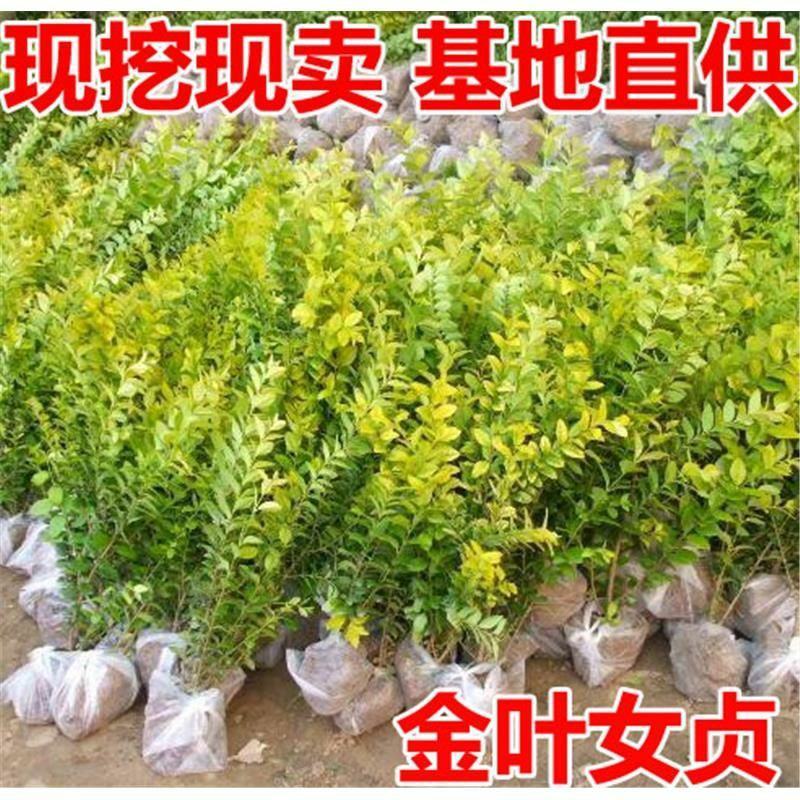 金叶女贞苗绿化苗金森女贞树苗庭院小区园林绿化树苗四季常青