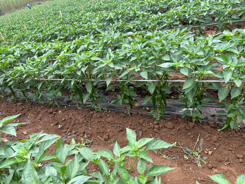 内黄新一代干辣椒特写