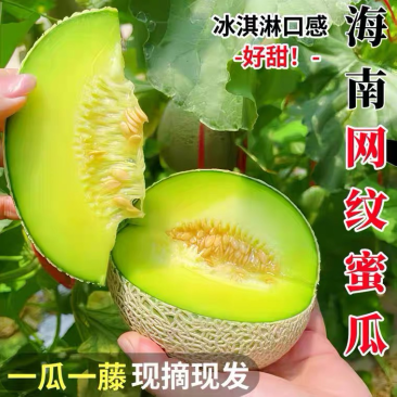海南东方哈密瓜大量上市基地直供欢迎老板光临品质保证