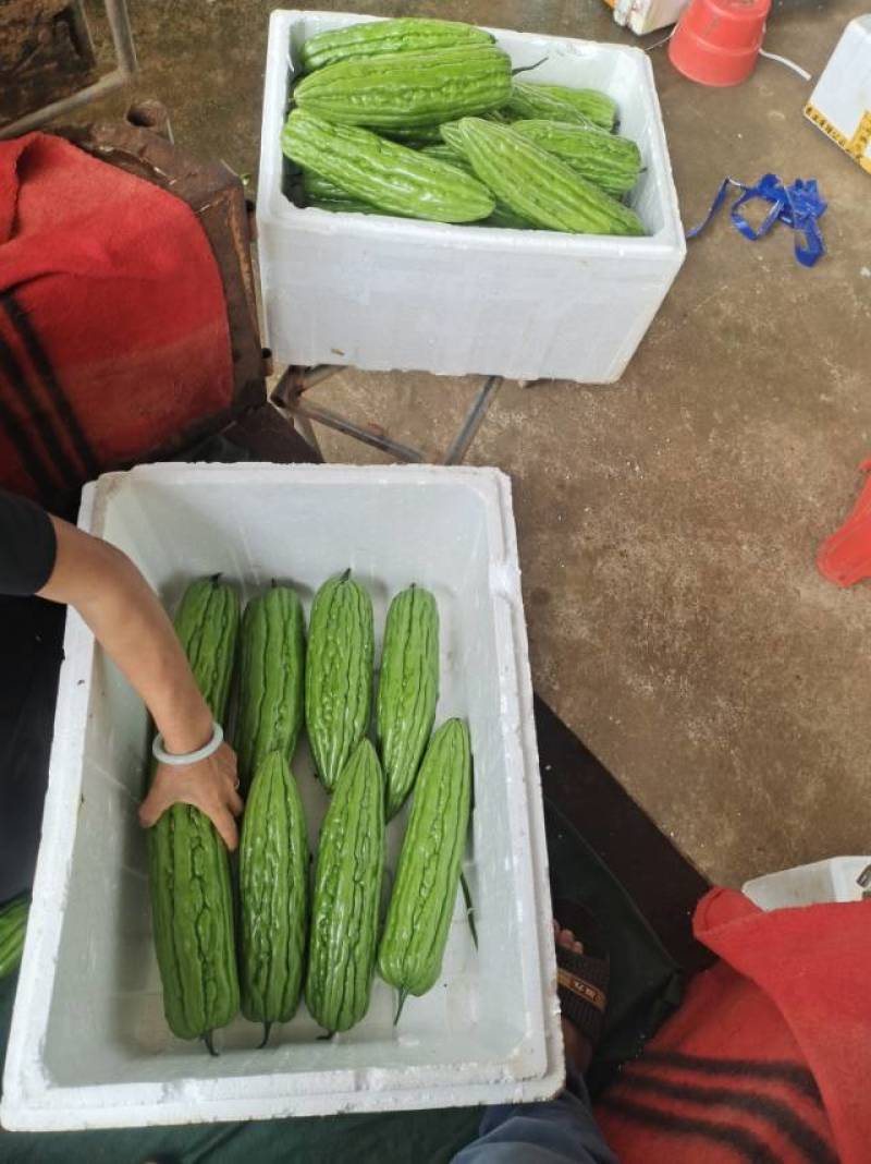 苦瓜已到尾货，明年3月新苗再见