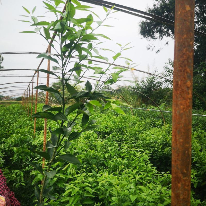 有籽沃柑大杯苗，软枝香橙砧木，全直根无闪电根，根系发达