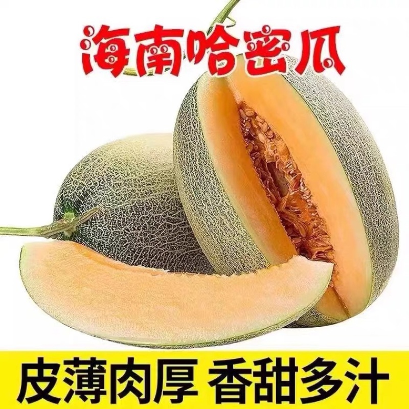 海南哈密瓜晓蜜25大量上市品质保证诚信经营