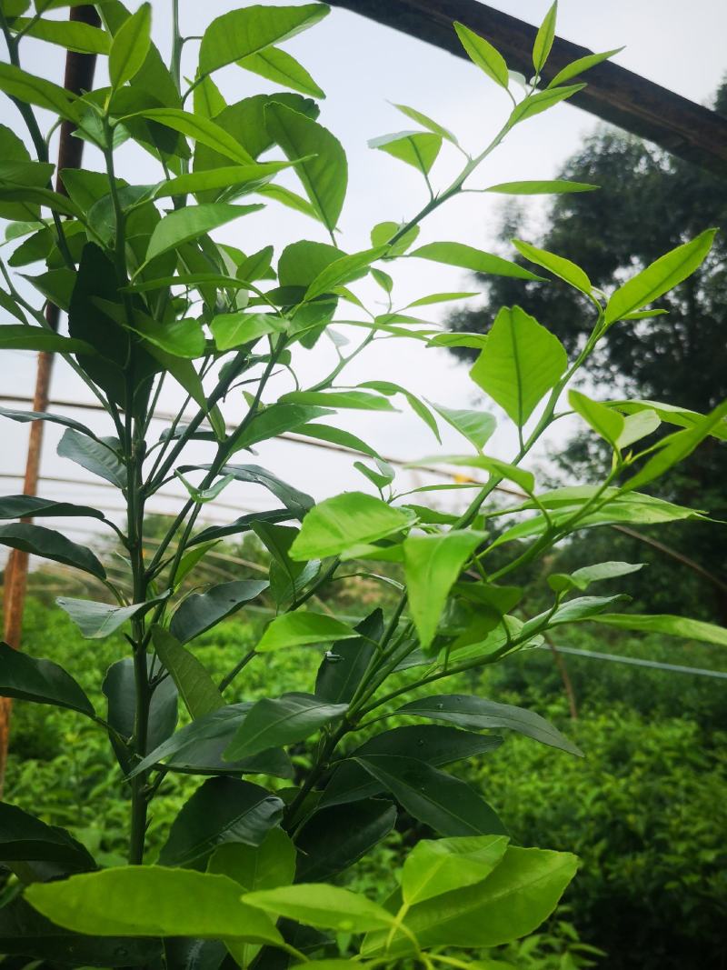 有籽沃柑大杯苗，软枝香橙砧木，全直根无闪电根，根系发达