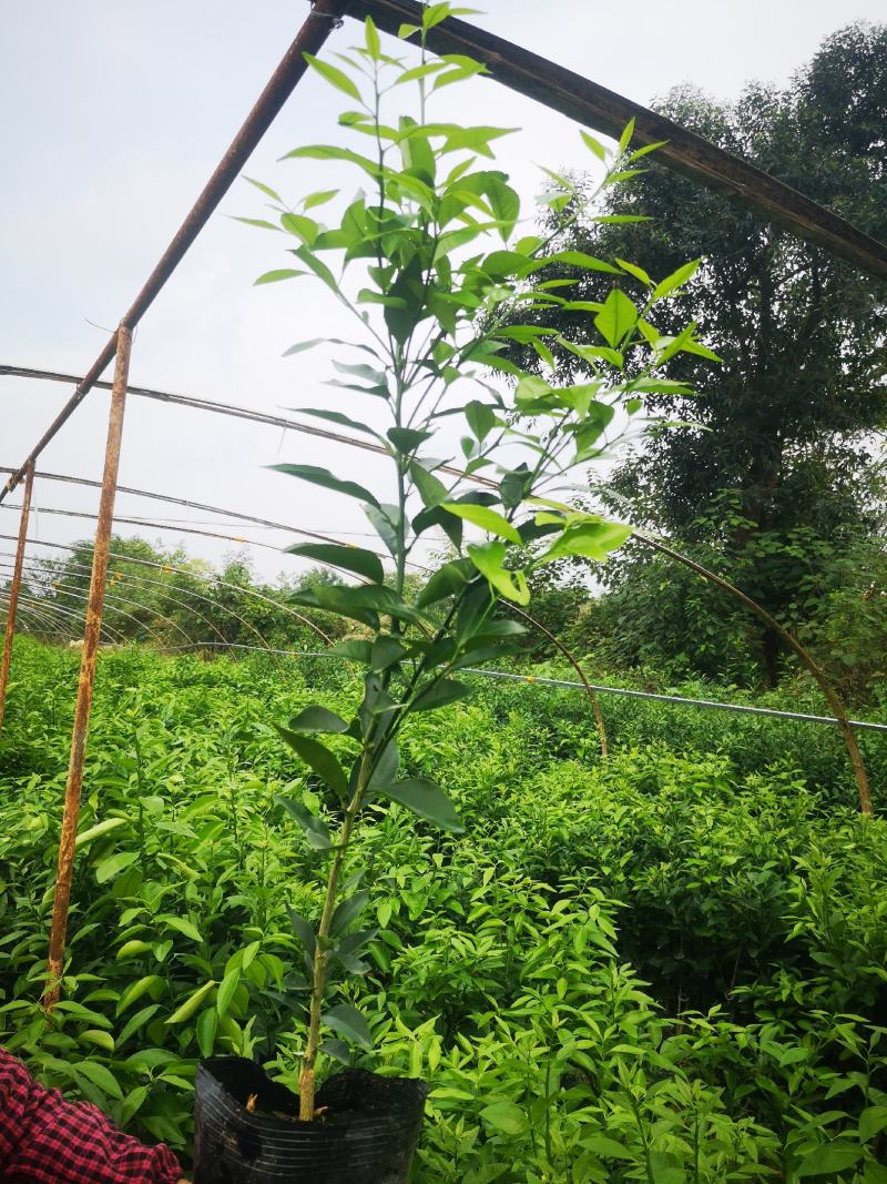 有籽沃柑大杯苗，软枝香橙砧木，全直根无闪电根，根系发达