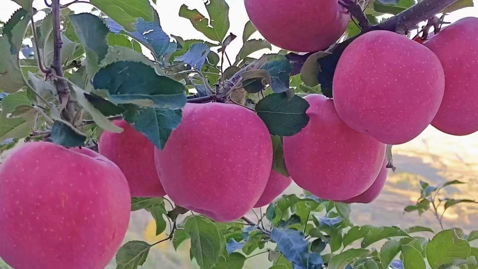 庄浪花牛苹果果园航拍图