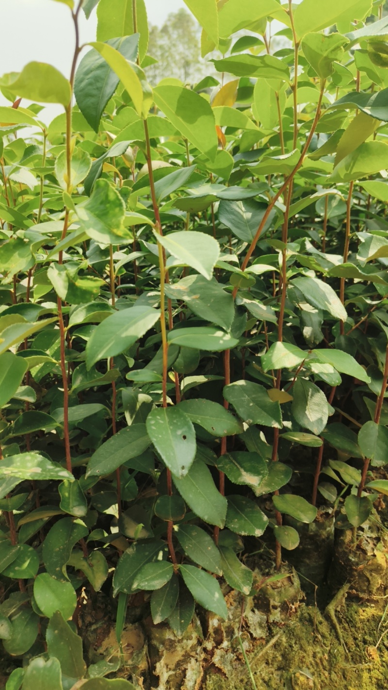 油茶实生苗