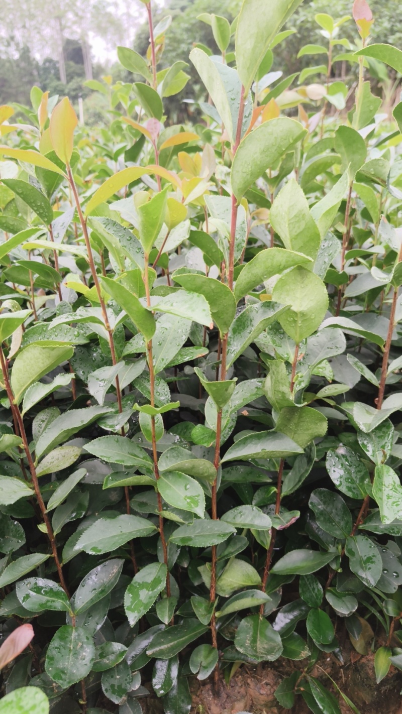 油茶实生苗
