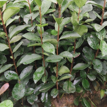 油茶实生苗