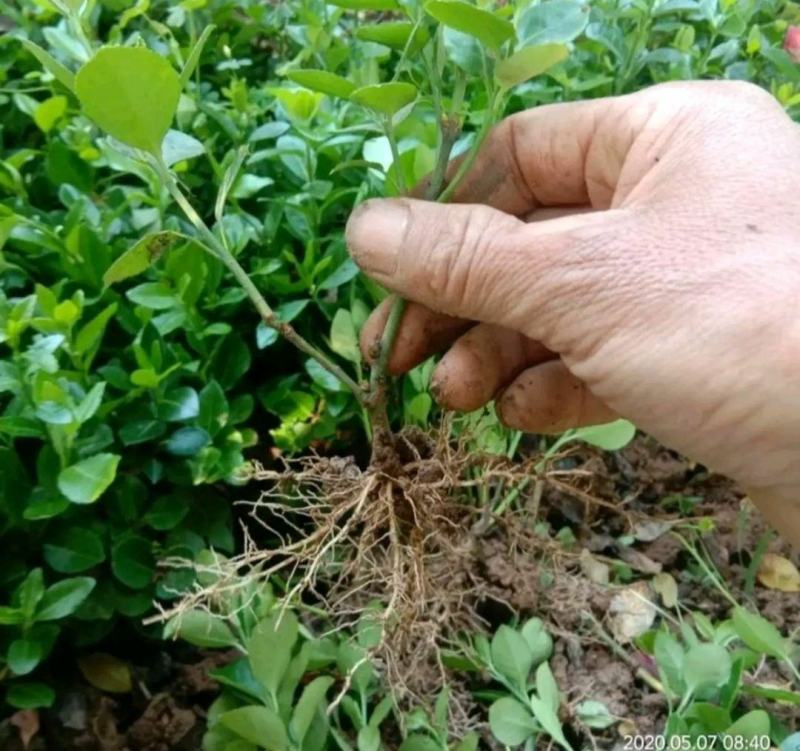 卫矛苗卫矛树苗庭院绿化苗耐寒四季常青园林工程绿化苗