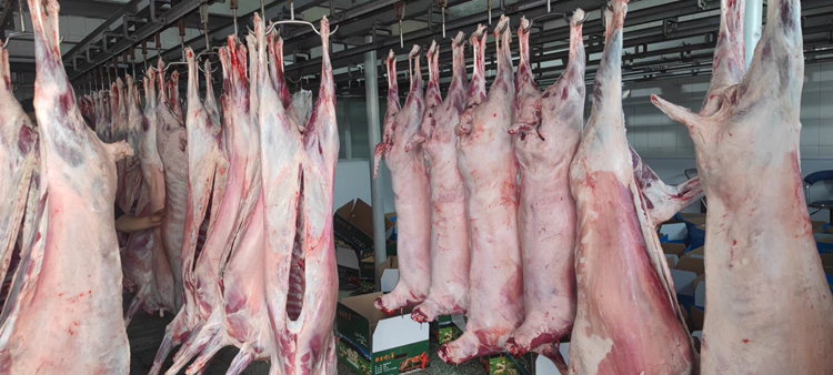 白条羊整只悬挂于冷藏车间