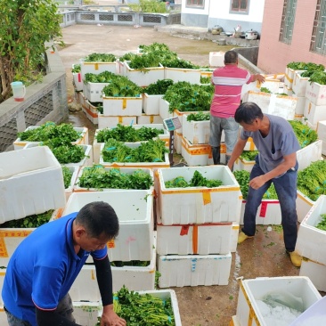 西洋菜，大量长期供应