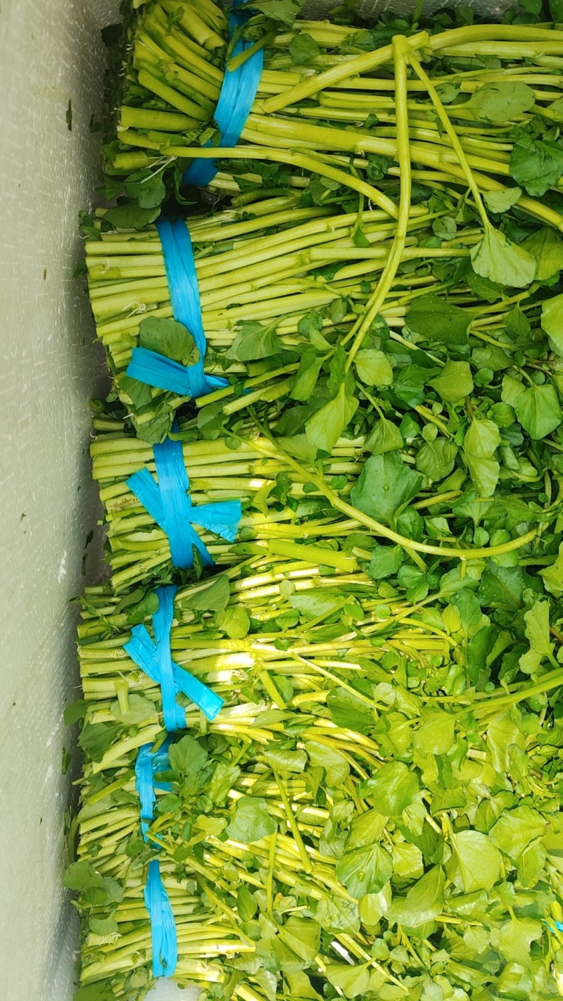西洋菜，大量长期供应