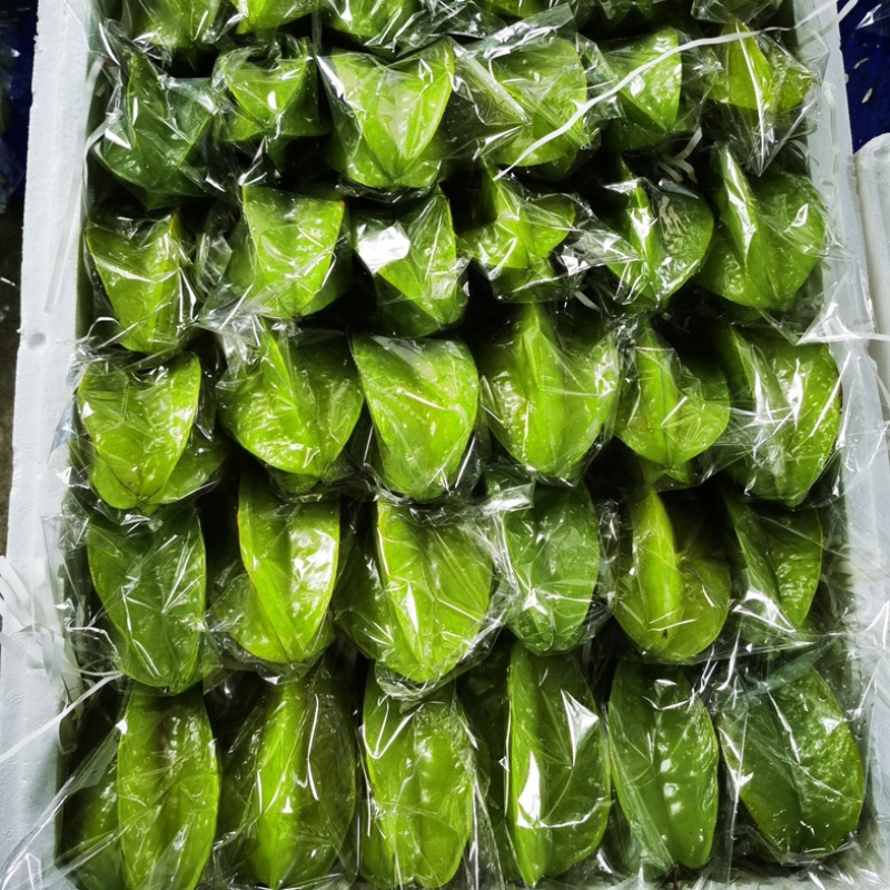 广东精品杨桃，产地直销，质量保证，可电商，市场