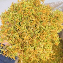 金银花
