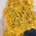 金银花