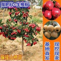 2公分3公分公分4公分15公分大金星山楂苗价格大山楂树