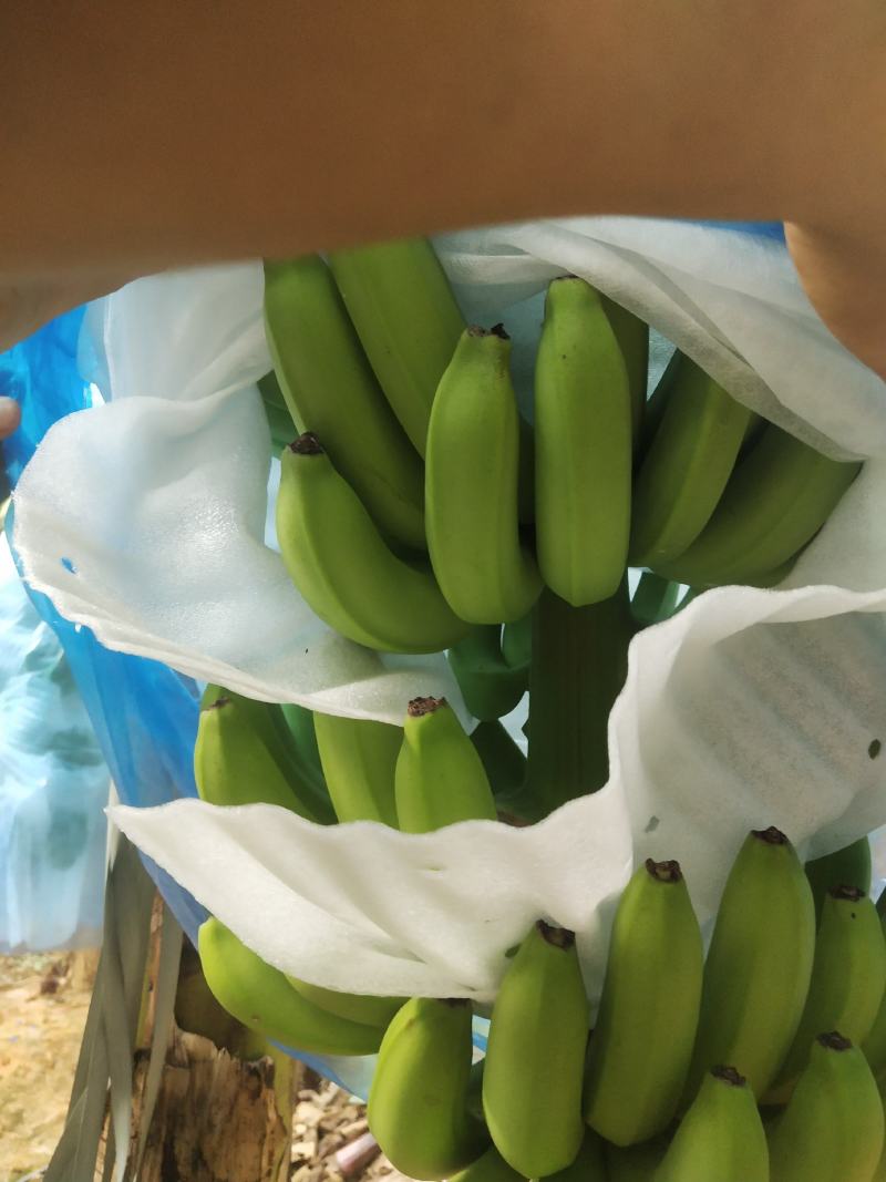大家好我是南宁宾阳的今天10月18号香蕉大量上市