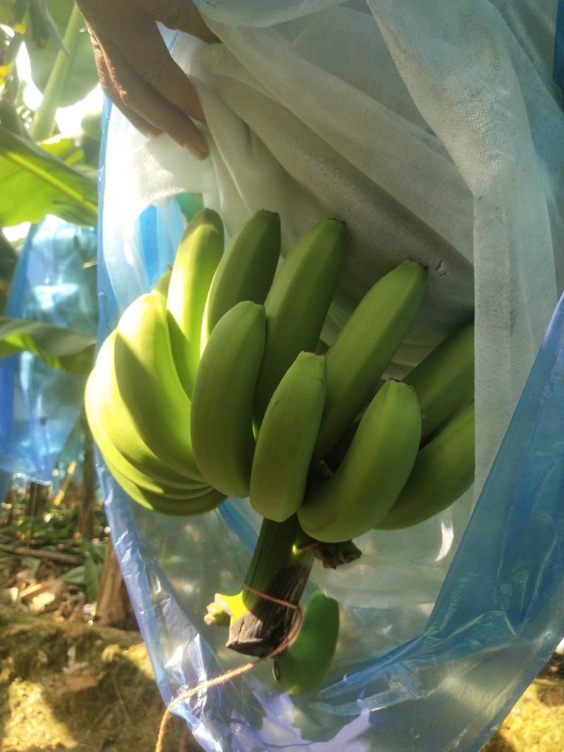 大家好我是南宁宾阳的今天10月18号香蕉大量上市