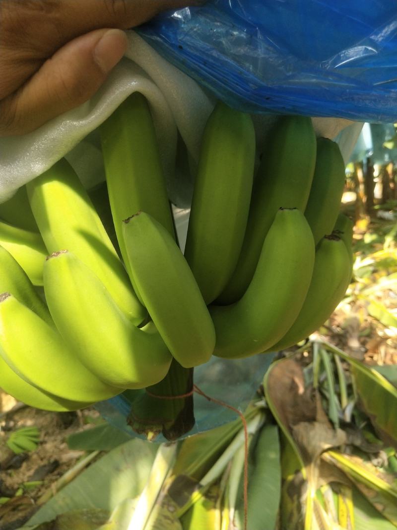 大家好我是南宁宾阳的今天10月18号香蕉大量上市