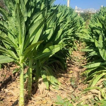 龙盛贡菜种子云南四川皖特色蔬菜绿皮绿肉脆嫩特长贡菜种籽