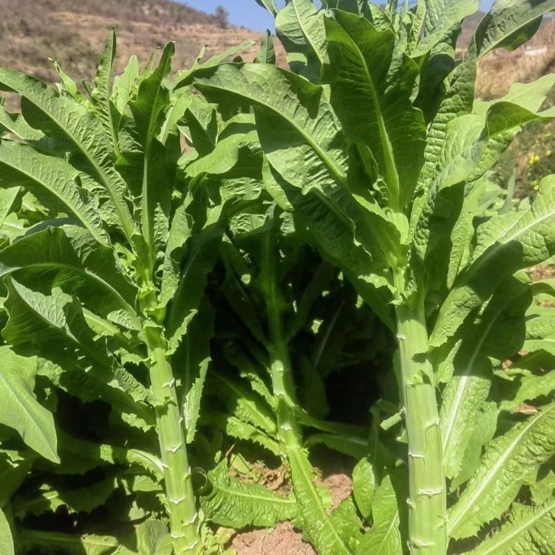 龙盛贡菜种子云南四川皖特色蔬菜绿皮绿肉脆嫩特长贡菜种籽