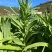 龙盛贡菜种子云南四川皖特色蔬菜绿皮绿肉脆嫩特长贡菜种籽