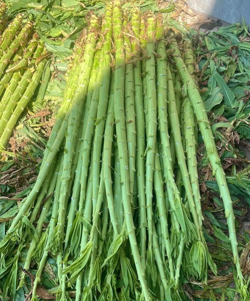 龙盛贡菜种子云南四川皖特色蔬菜绿皮绿肉脆嫩特长贡菜种籽