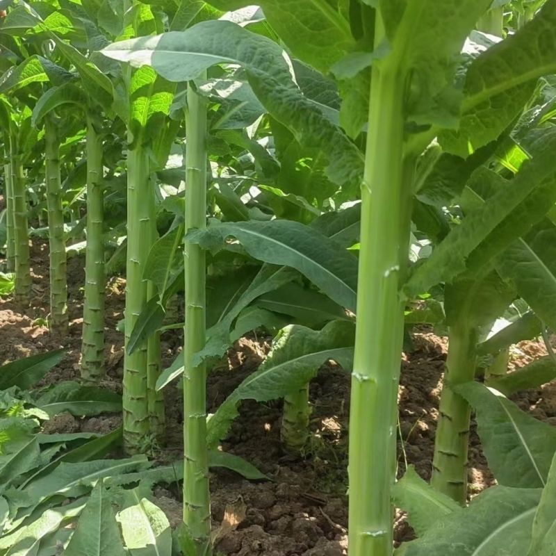 龙盛贡菜种子云南四川皖特色蔬菜绿皮绿肉脆嫩特长贡菜种籽