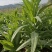 龙盛贡菜种子云南四川皖特色蔬菜绿皮绿肉脆嫩特长贡菜种籽