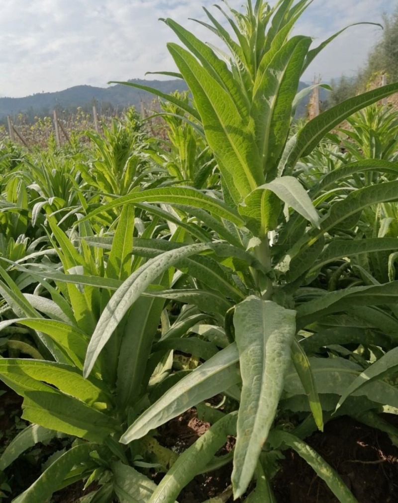龙盛贡菜种子云南四川皖特色蔬菜绿皮绿肉脆嫩特长贡菜种籽