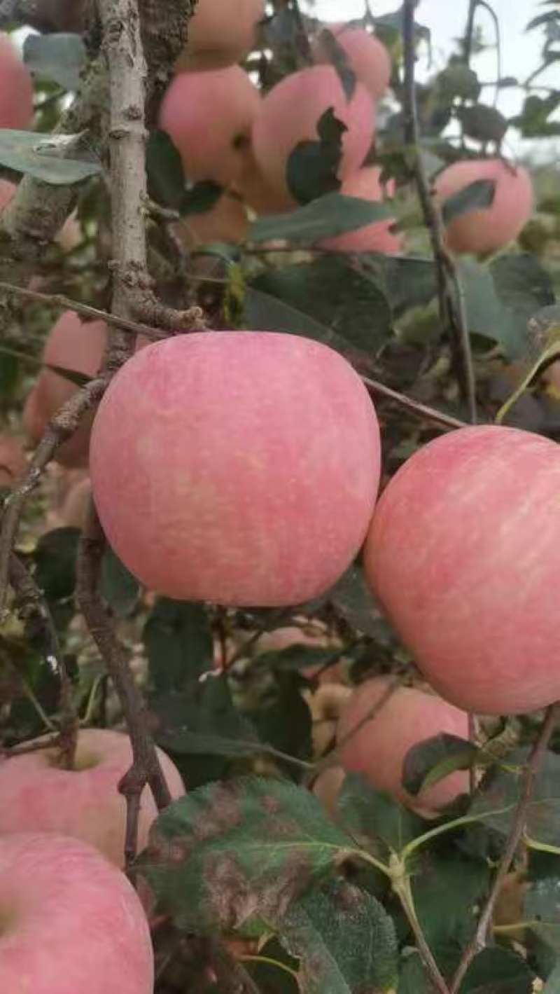 山东红富士苹果产地直销脆甜代发全国