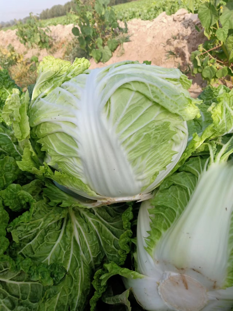 精品大白菜，产地直发，品质保证，价格便宜，欢迎来电