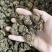 包邮）新鲜猫爪草中药正宗干货食用精选正品抓草水洗颗粒野生